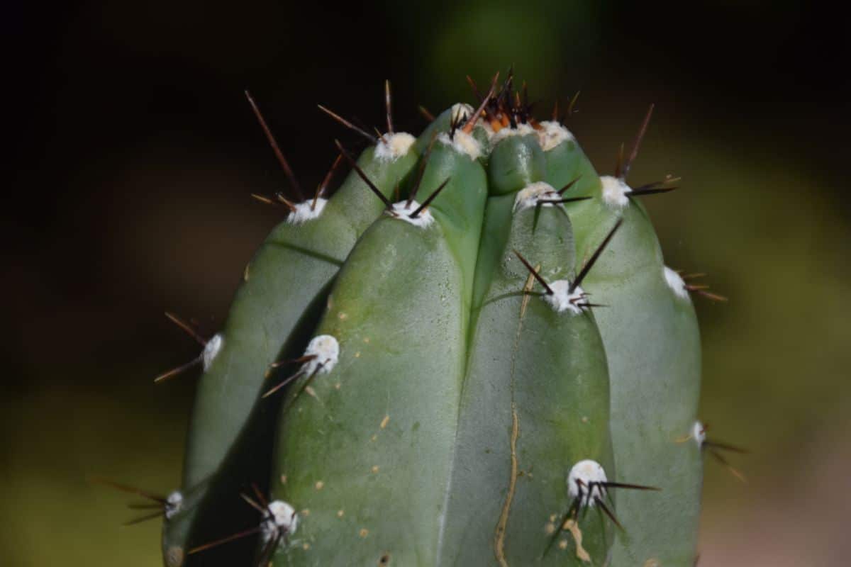 detail of cactus thorns