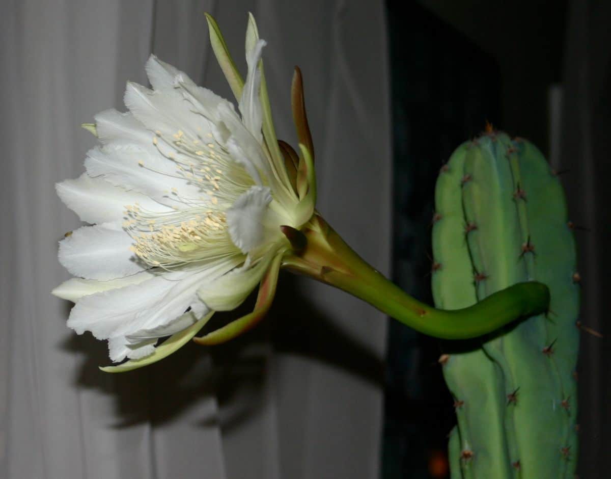 flowering cactus