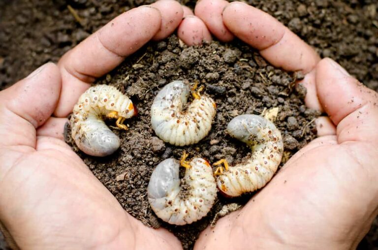 How to identify and control this garden pest