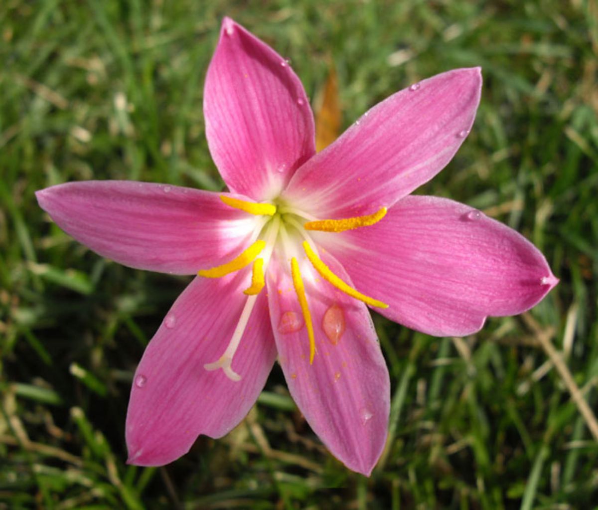 petal details