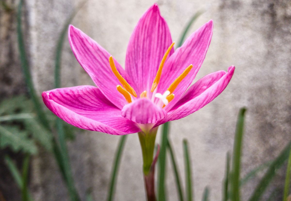 flower details