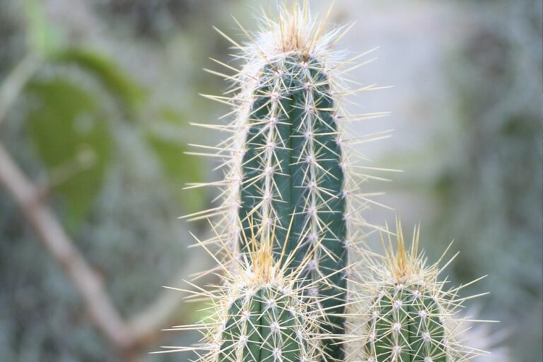 Pilosocereus pachycladus es originario de Brasil