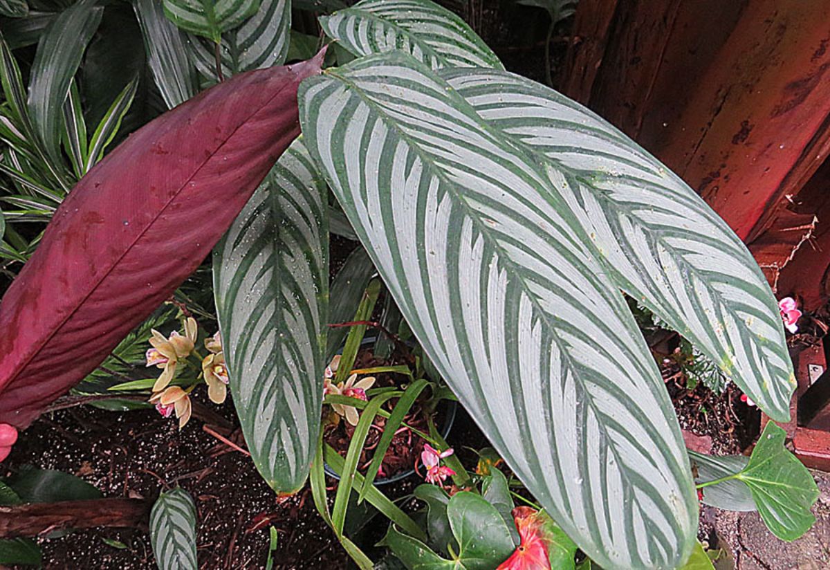 inside the plants