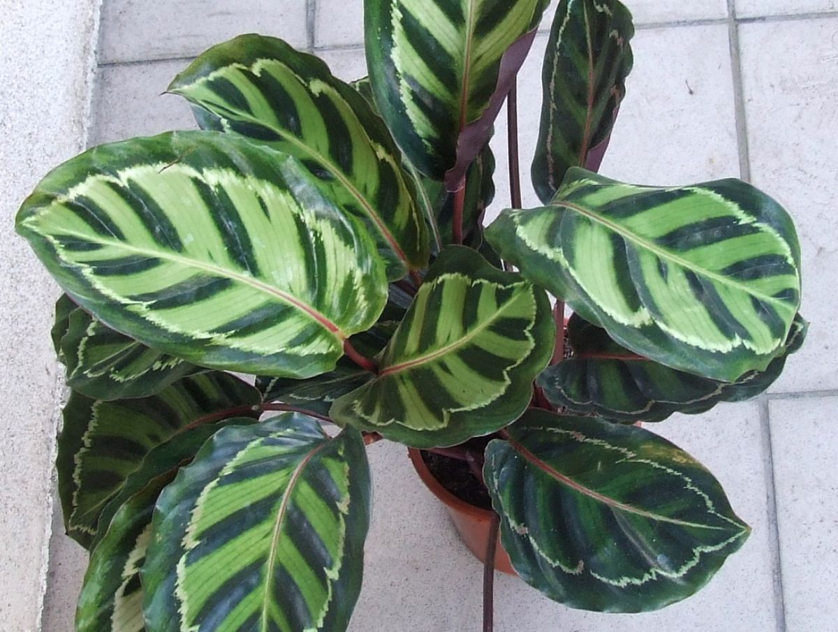 houseplant
