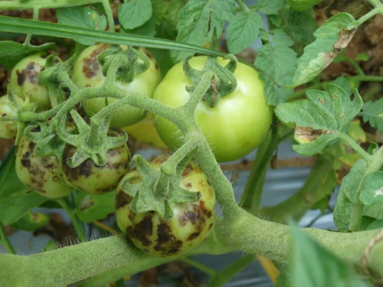 How to Identify Ringspot Viruses and What to Do About Them