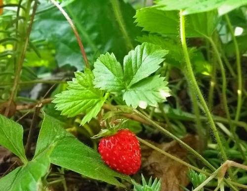where to buy wild strawberries