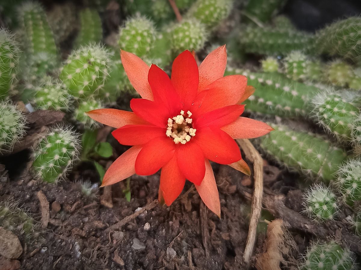 cactus flower detail