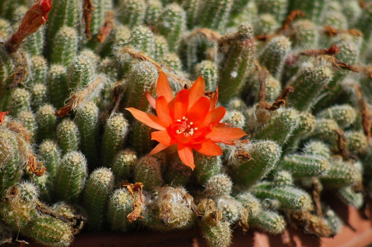 flowering cactus