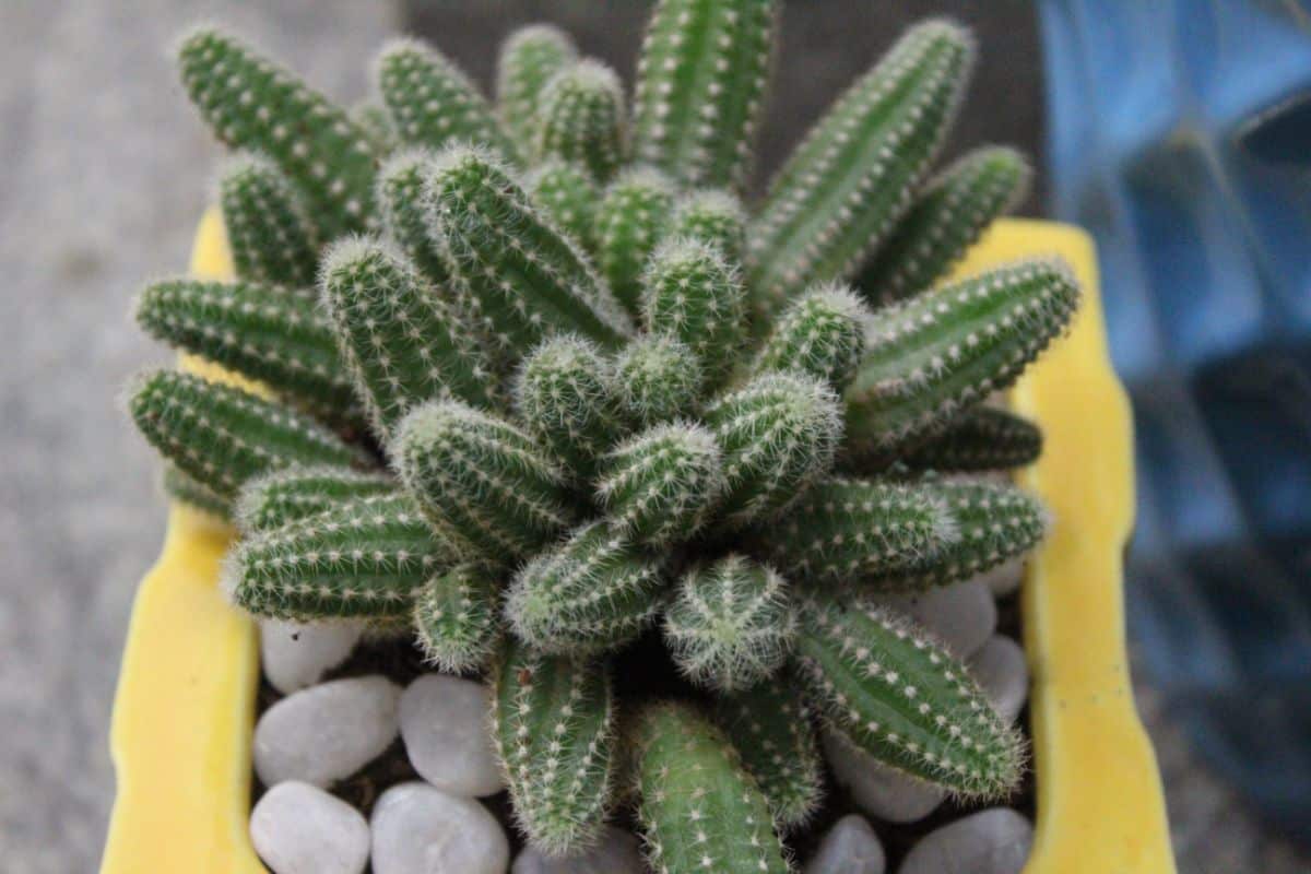peanut cactus