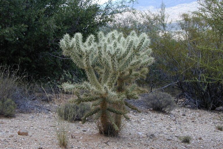 Cylindropuntia tolera bastante bien el fr&iacute;o