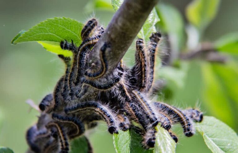 3 Effective Ways to Control Tent Caterpillars
