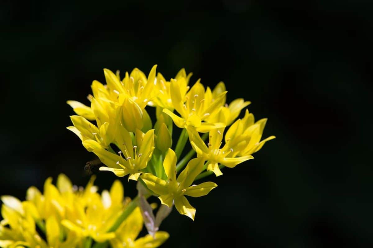 ornamental garlic