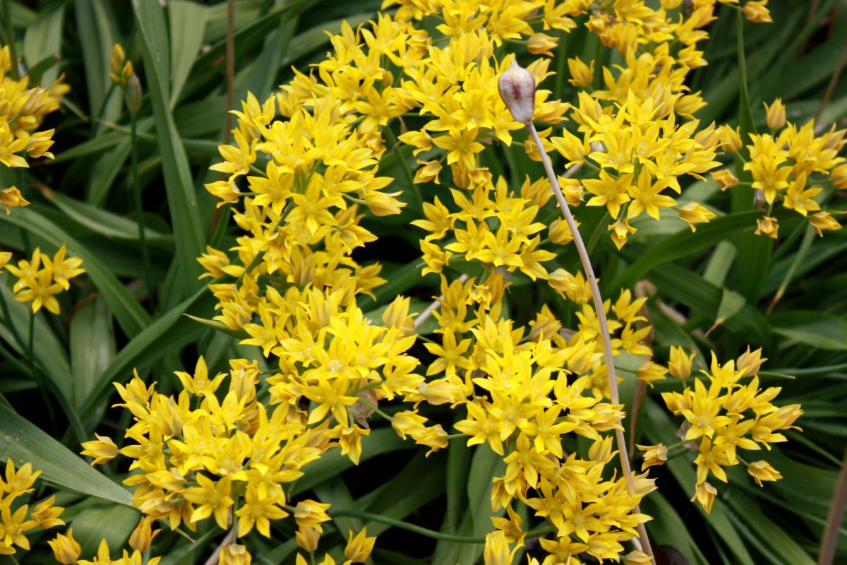 ornamental yellow flowering garlic plant