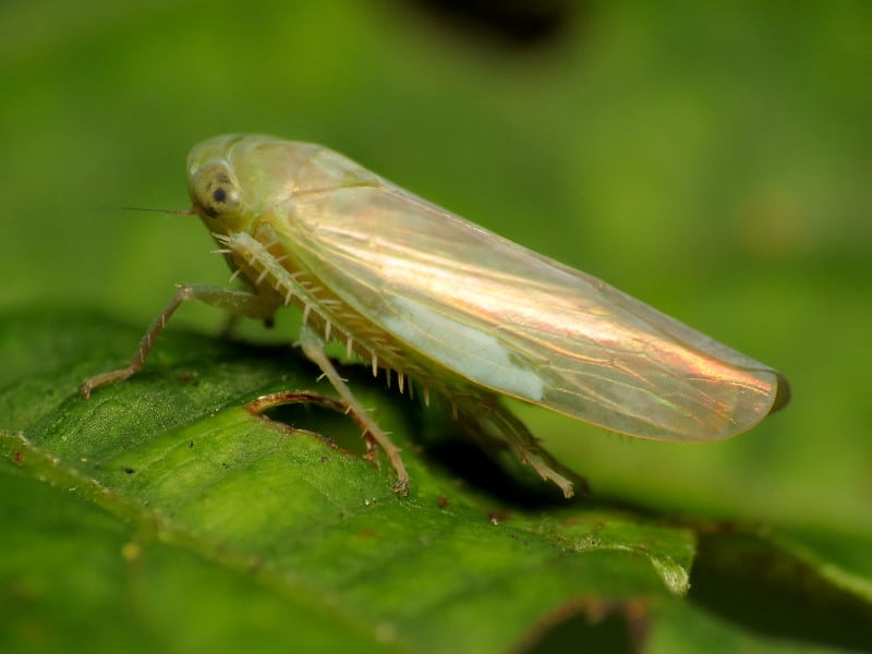 Leafhoppers transmit tomato fat bud disease to all nightshade species.  Photo via Katja Schulz on Flickr Creative Commons