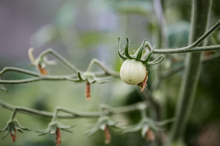 What is this hideous tomato fat bud disease?