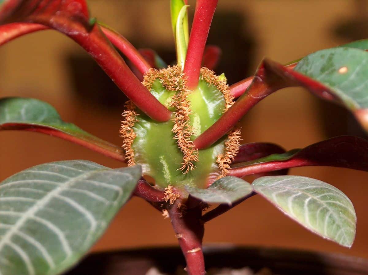 Madagascar succulent details