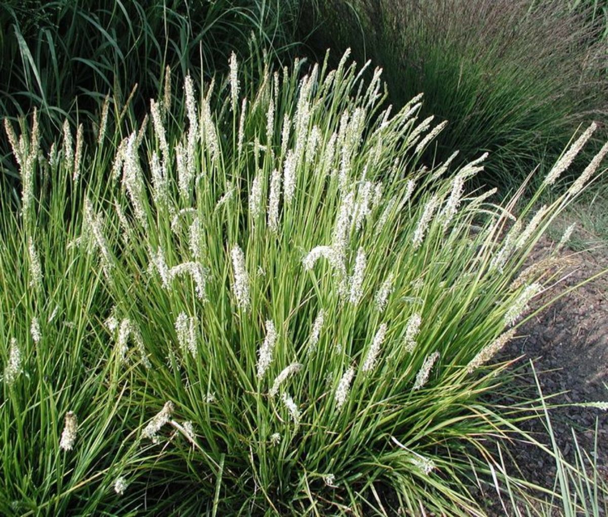 plant Source_Pinterest