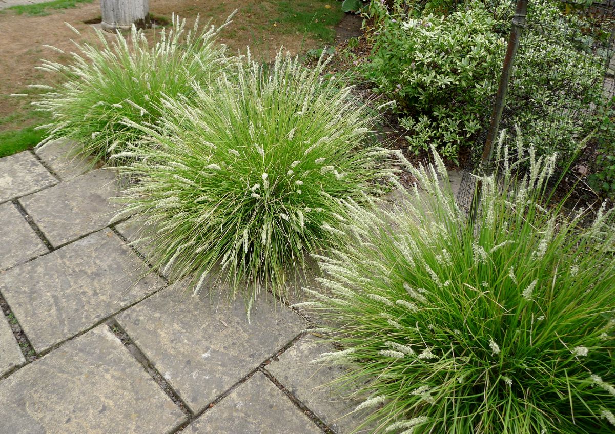 Sesleria autumnalis Source_Amateur planter