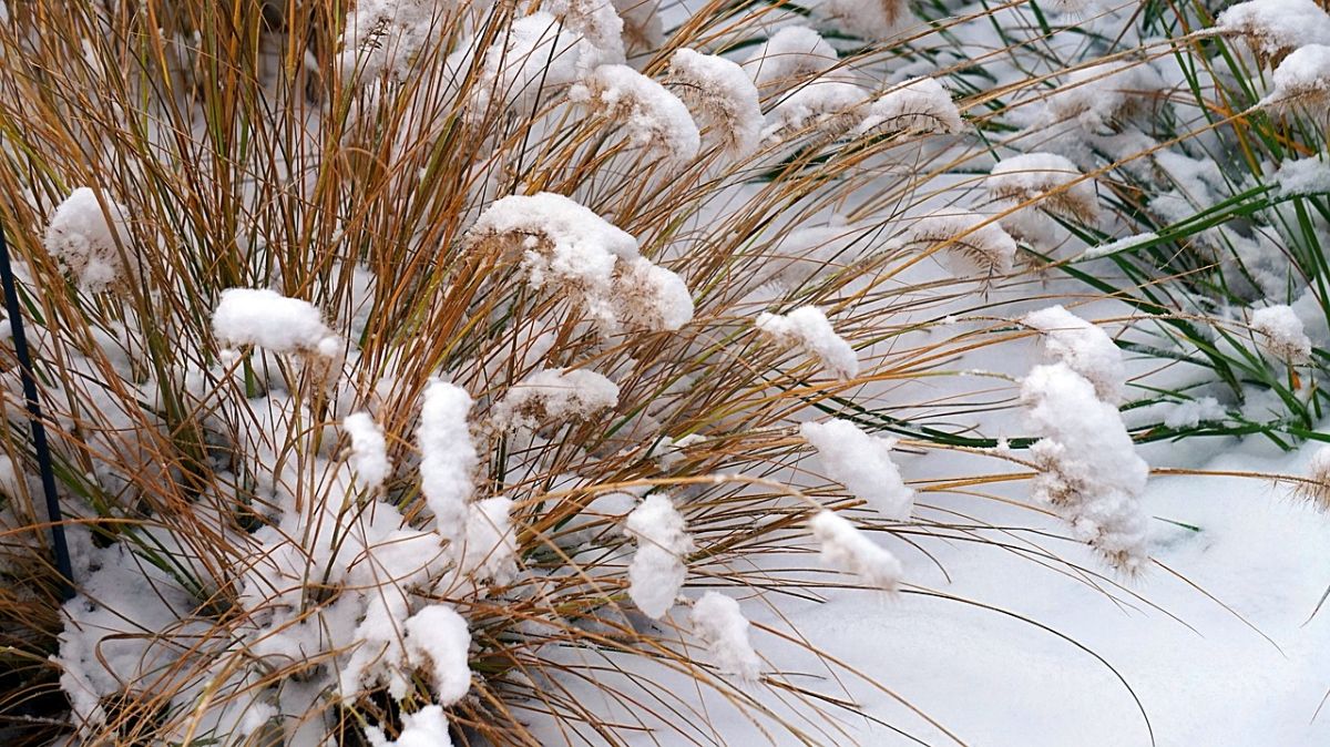 plant in winter