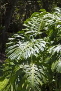 a philodendron