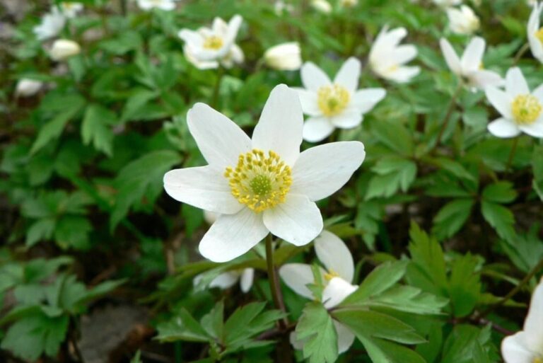 Las flores de la Anemone nemorosa suelen ser blancas