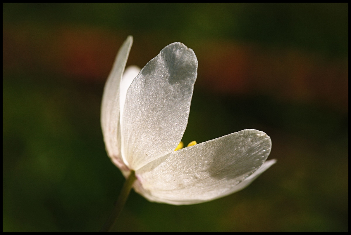 Anemone nemorosa is found in the understory