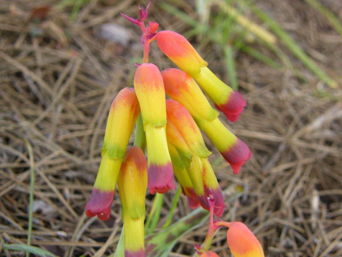 L_aloides_var._quadricolor