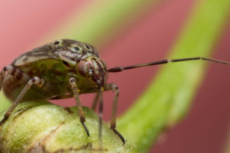 How to deal with this adaptable pest