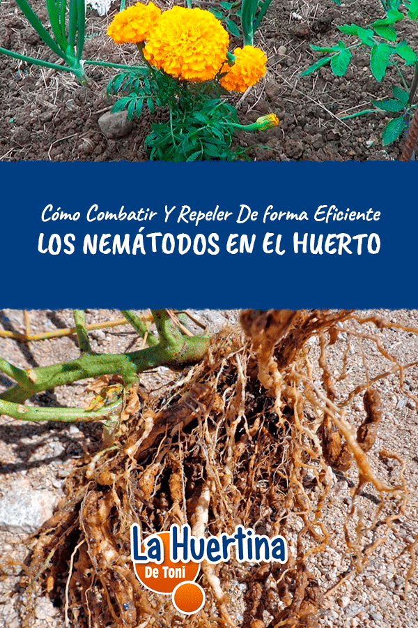 How to remove nematodes from plants naturally