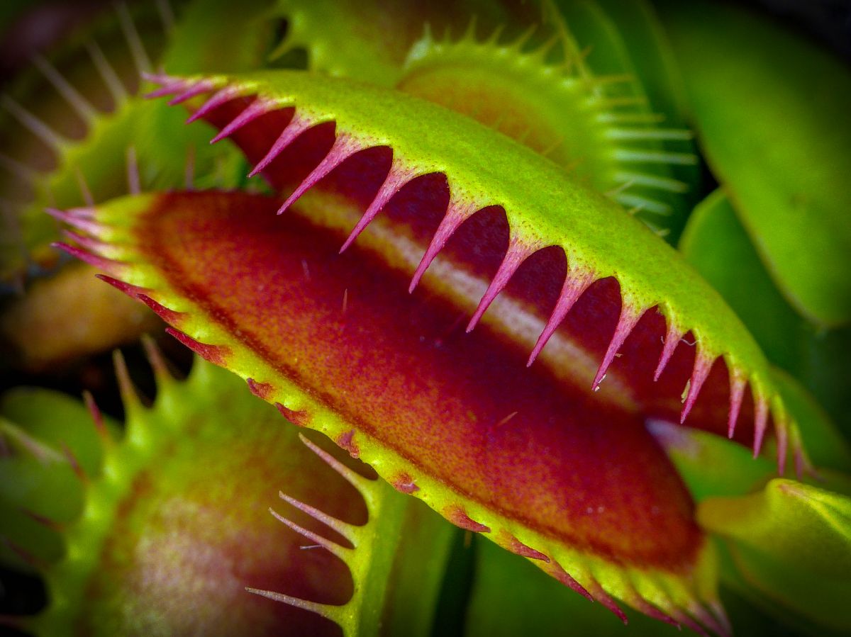 The carnivorous plant catches flies