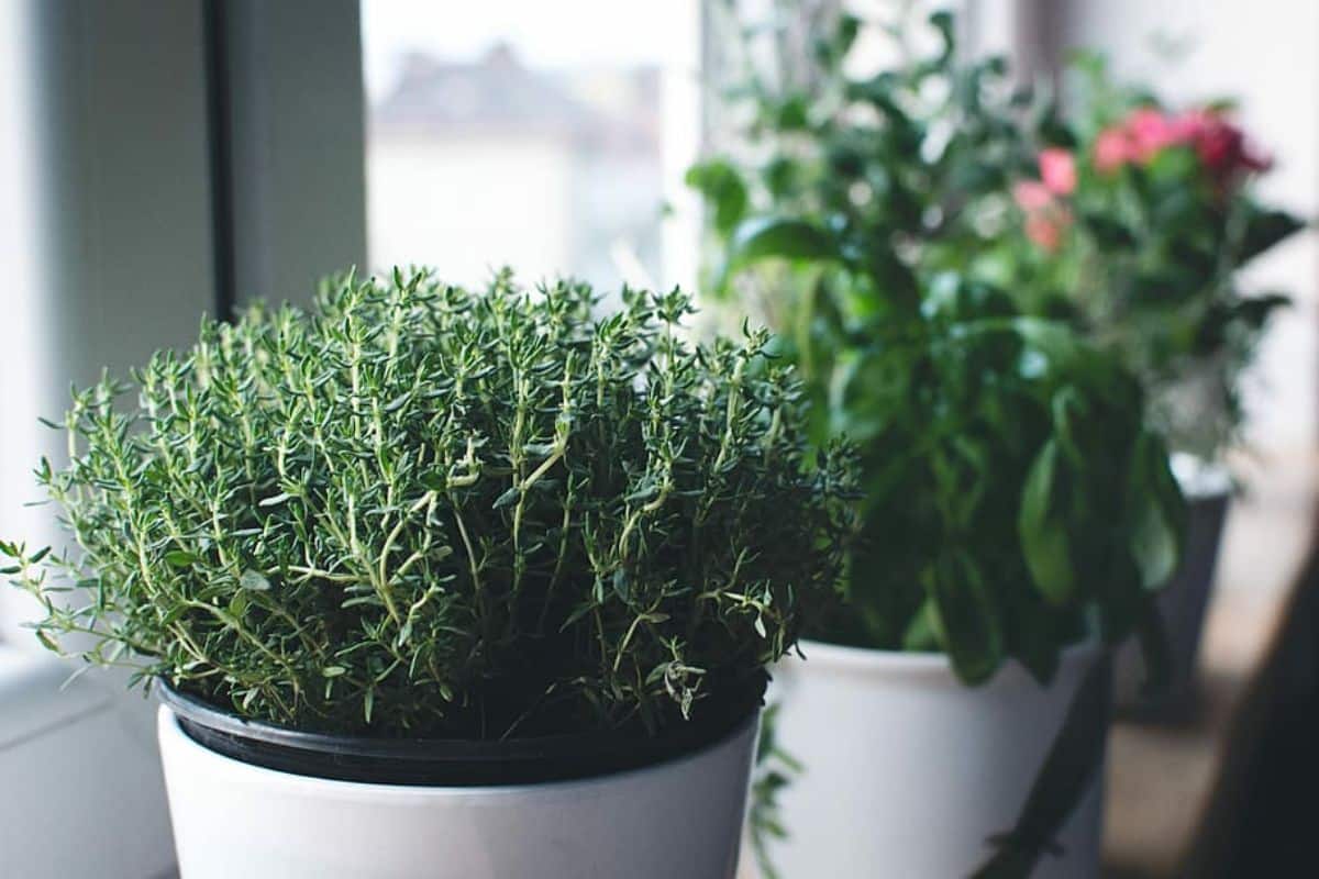 thyme to avoid insects and mosquitoes at home