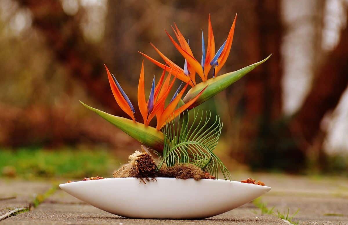 Paradise Bird