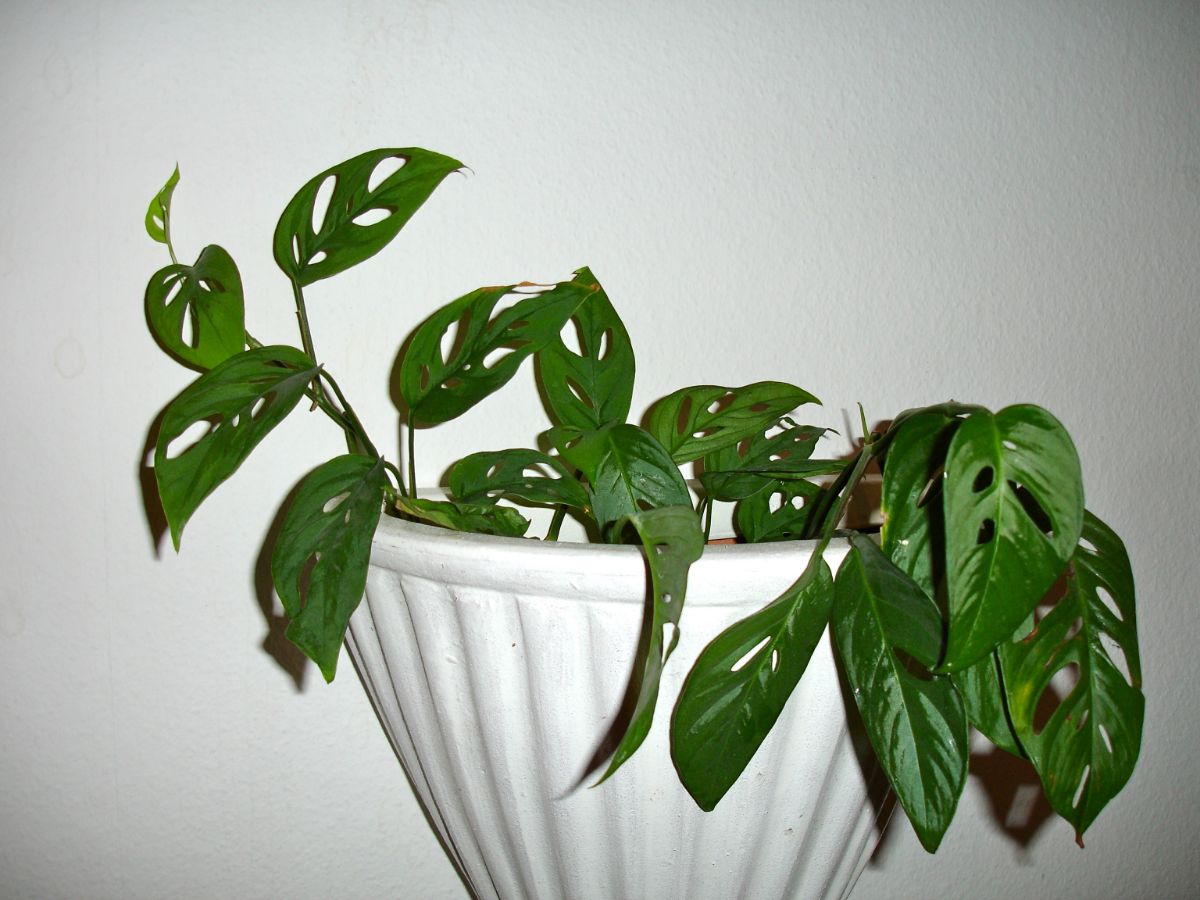 monstera