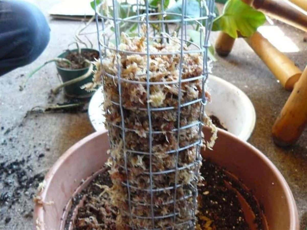 How to make stakes at home with moss plants and flowers Fuente_Jardineria