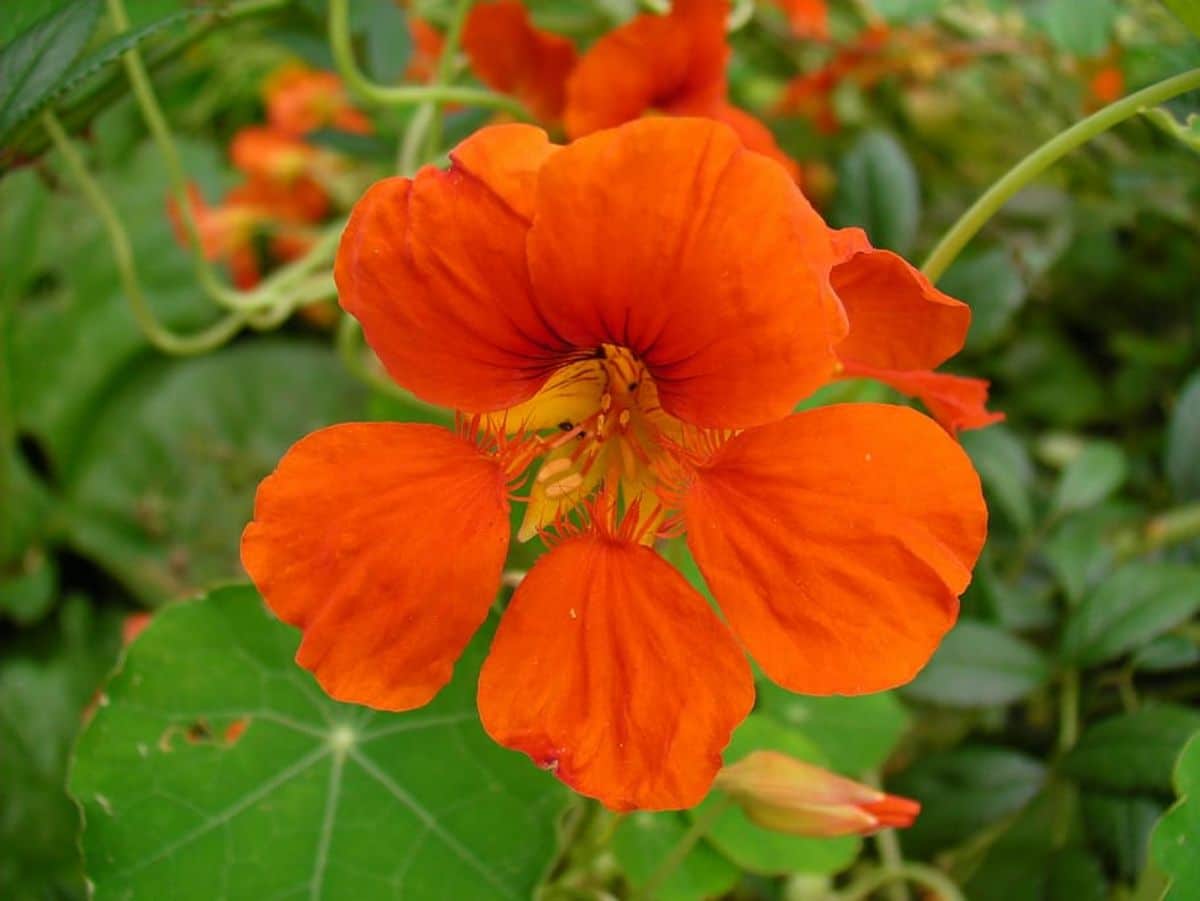 Nasturtium