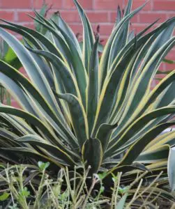 a snake plant