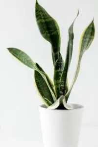 a snake plant