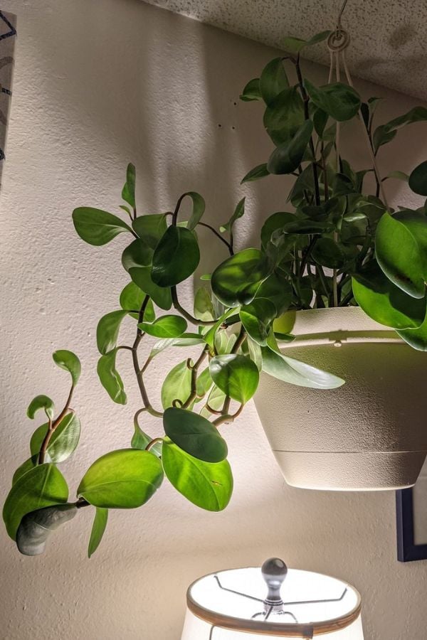 The lack of light causes the peperomia to search for a source of light, which causes it to grow.