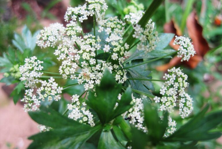 La flor del perejil es blanca verdosa