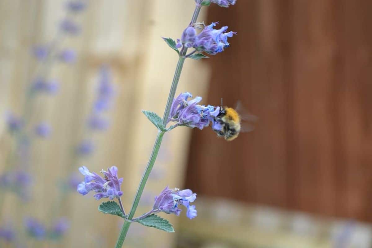 flower spike