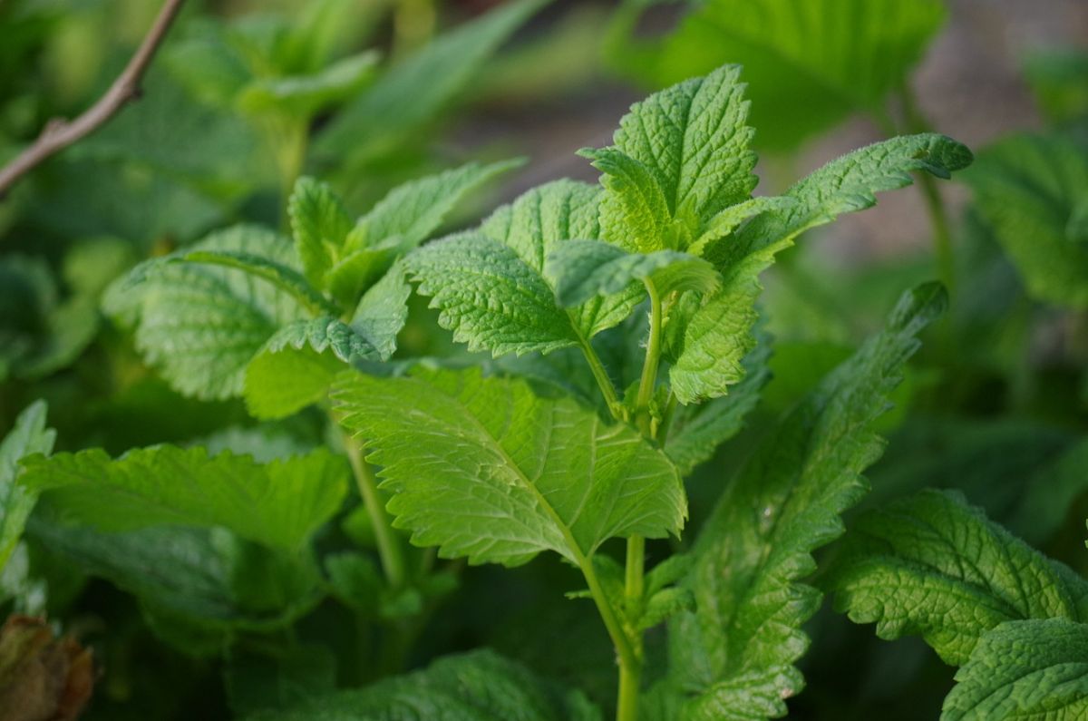 green and shiny leaves of the healthy plant