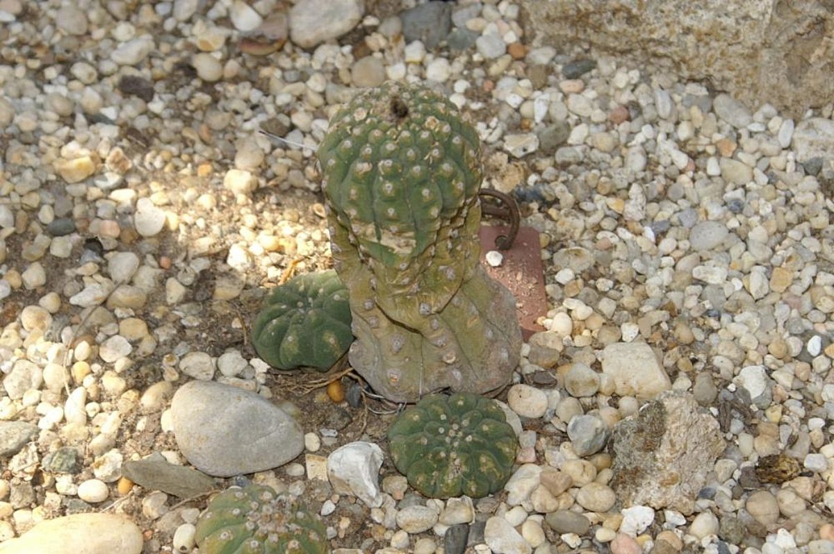 sick cactus