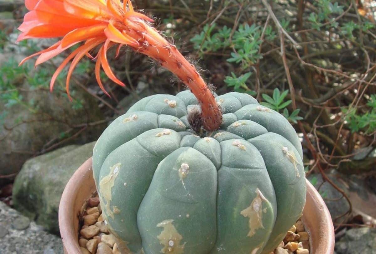 cactus with flower