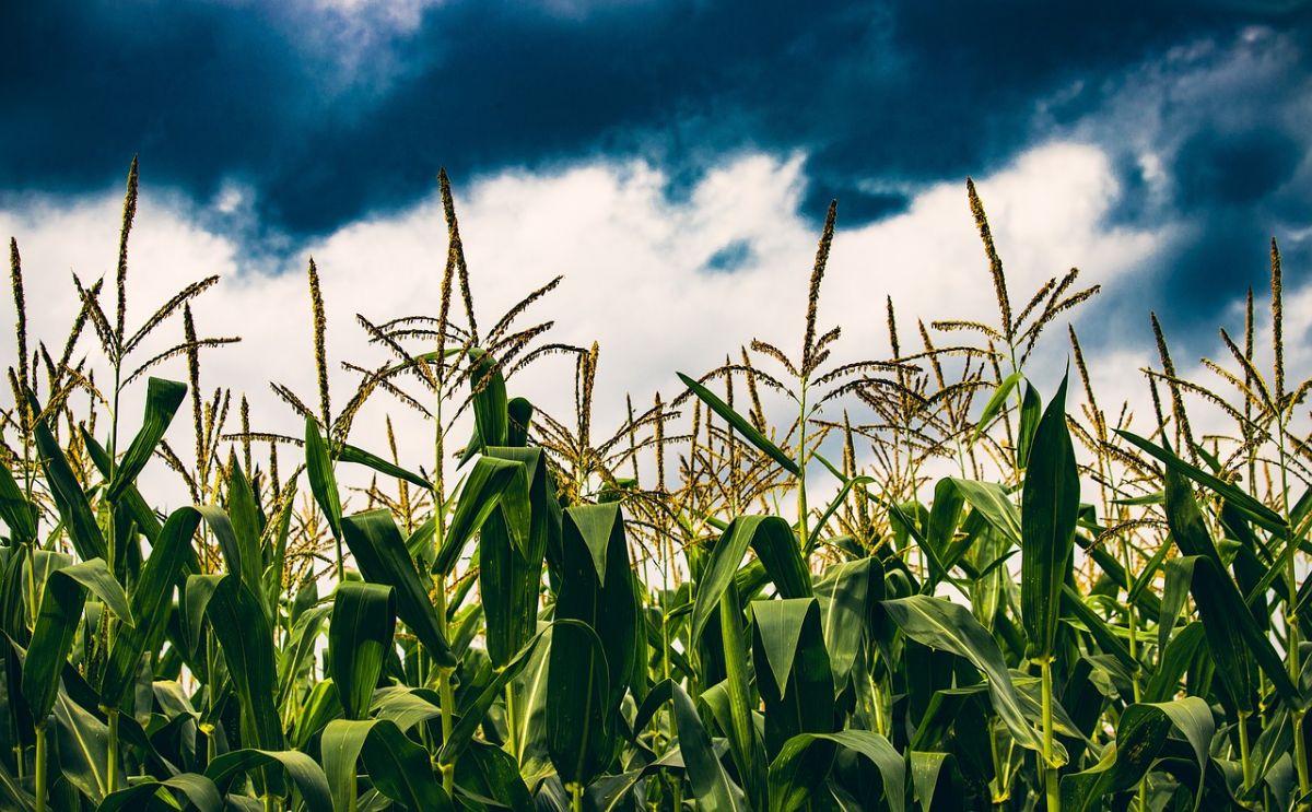 Corn seedlings