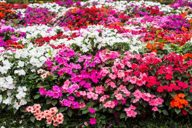 How to breed these shade-loving beauties