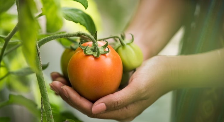 Benefits of organic farming in agriculture