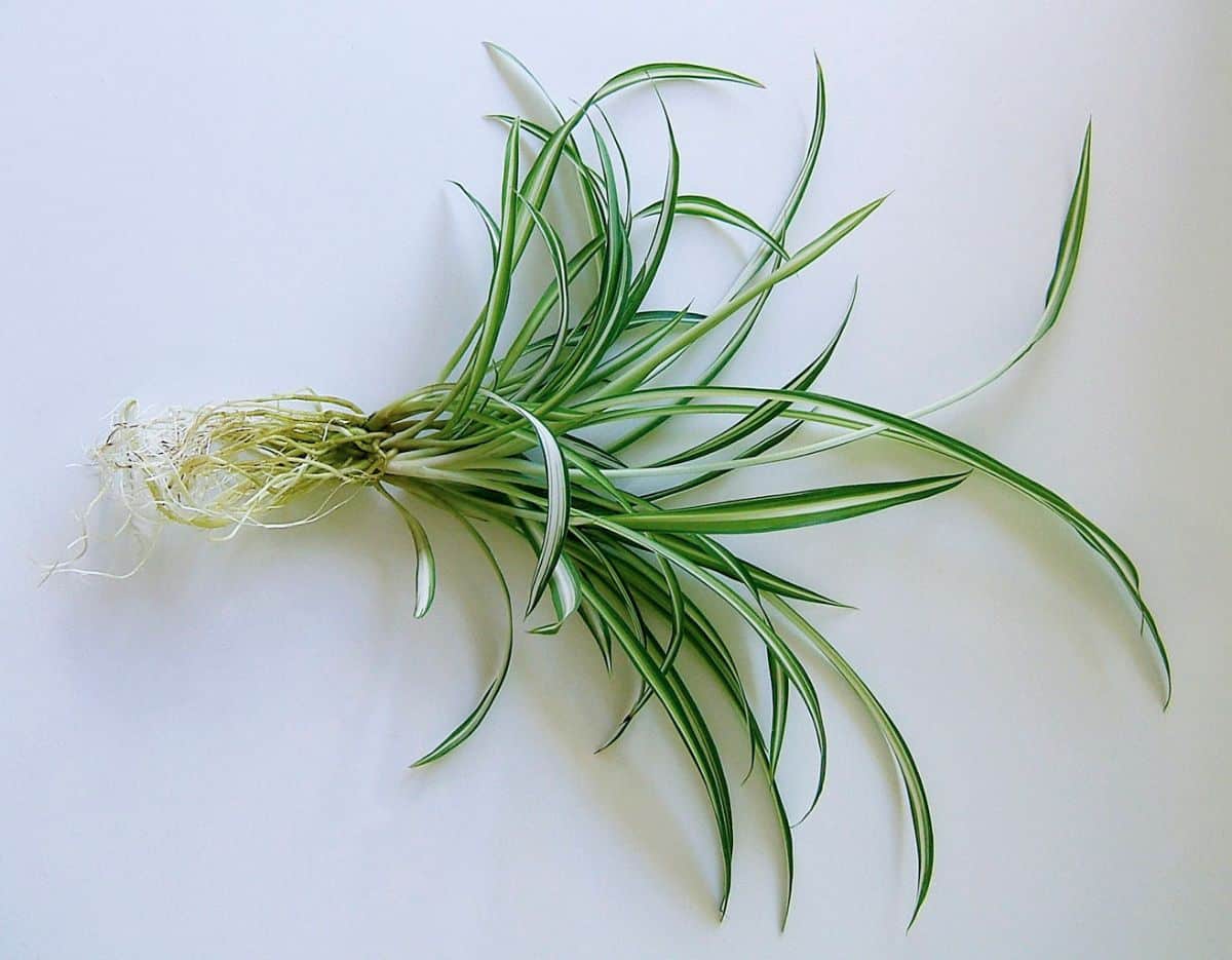 bad mother plant with roots