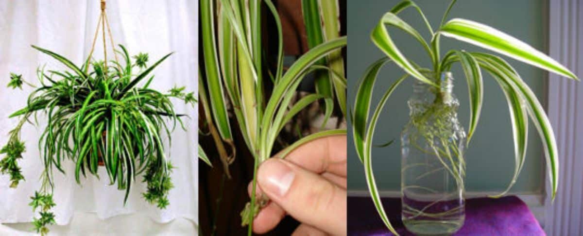 plant to reproduce Source_Garden Grow Shop
