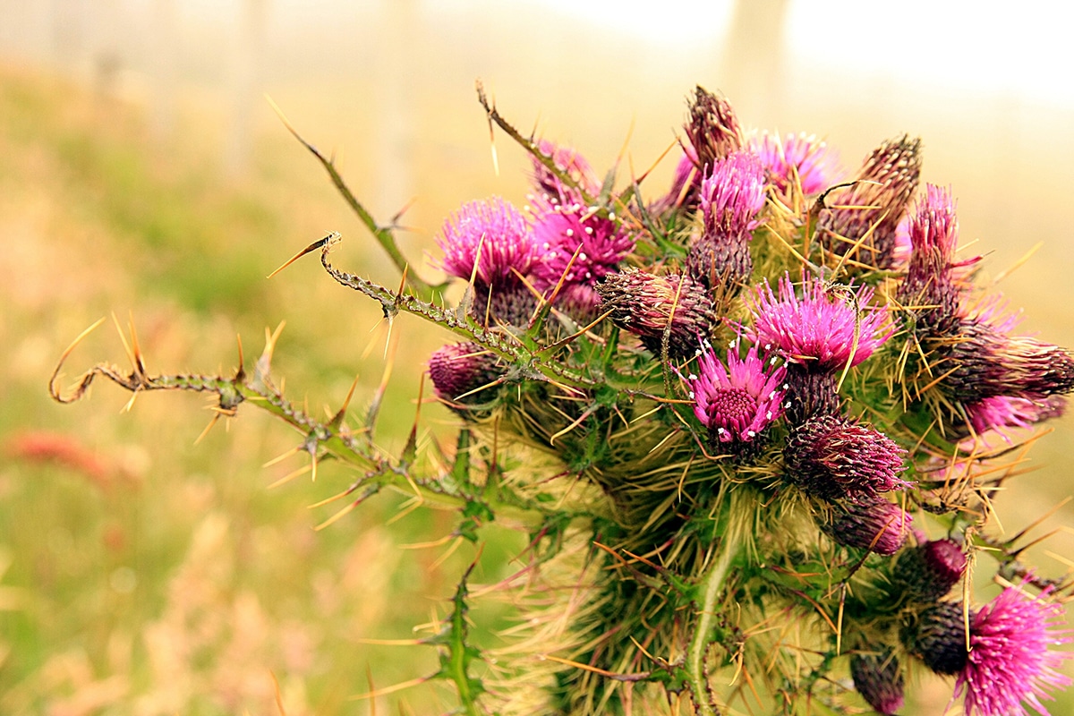 It is not known what is the origin of the Scottish thistle