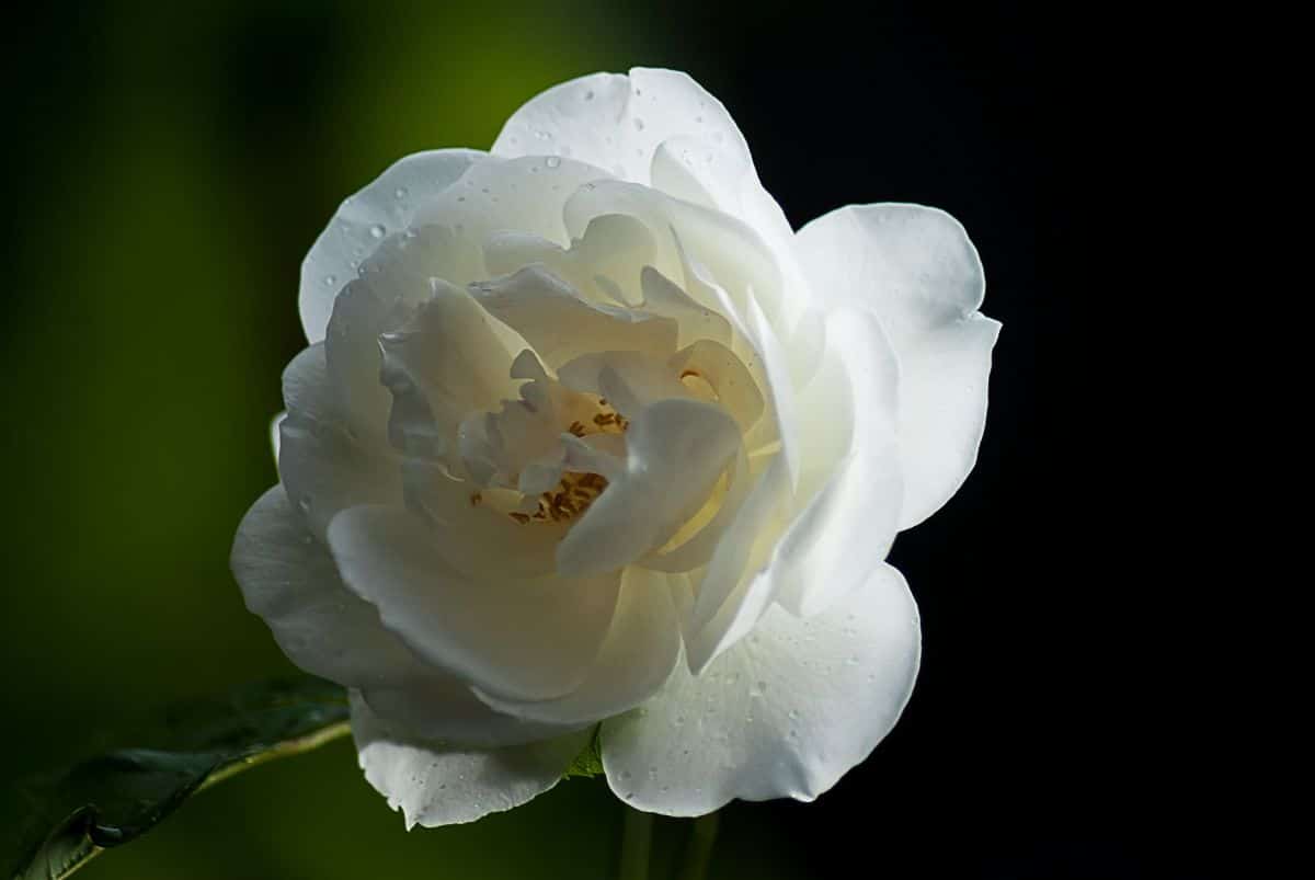chinese white flower